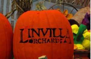 Pumpkins, Apples & Pie, Oh My!