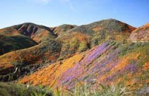 Tamme McCauley Discusses the California Super Blooms Tamme McCauley Pacific Palisades