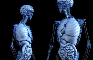 Dr. Kelly Roan Discusses the Gut-Brain Connection: How Gut Health Influences Mental Well-Being Dr. Kelly Roan