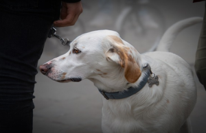Great Danes of the Ozarks on Mastering Great Dane Etiquette: Navigating Public Spaces with a Large Canine Companion Great Danes of the Ozarks