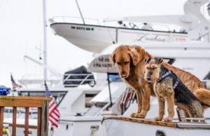 Josiah Grauso Discusses Dog-Friendly Destinations For Traveling with Your Furry Friend Josiah Grauso Discusses Dog-Friendly Destinations For Traveling with Your Furry Friend