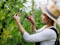 Daniel Fung on Arrest Issues: Cannabis and the Brain – New Insights into Its Impact on Mental Health and Neurology Daniel Fung on Arrest Issues 1