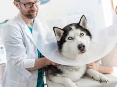 Cynthia Maro on Understanding Spaying and Neutering: The Long-Term Health Benefits for Pets Cynthia Maro on Understanding Spaying and Neutering