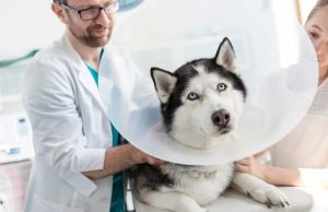 Cynthia Maro on Understanding Spaying and Neutering: The Long-Term Health Benefits for Pets Cynthia Maro on Understanding Spaying and Neutering