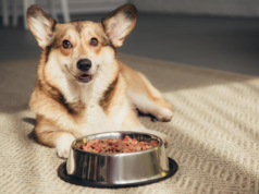 The Pride Dog Food Explains How Nutrition Supports Behavioral Stability in High-Drive Dogs Pride Dog Food