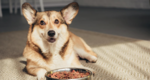 The Pride Dog Food Explains How Nutrition Supports Behavioral Stability in High-Drive Dogs Pride Dog Food